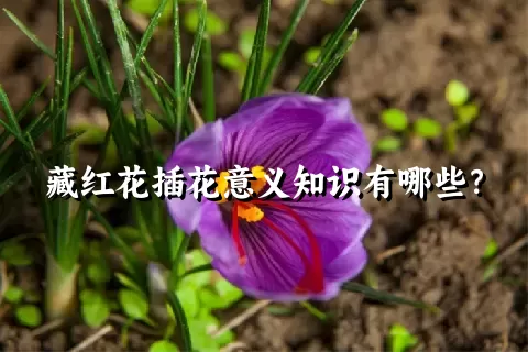 藏红花插花意义知识有哪些？