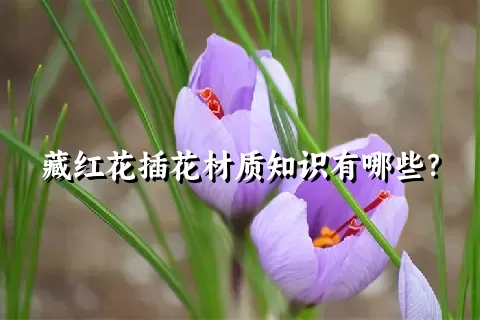 藏红花插花材质知识有哪些？