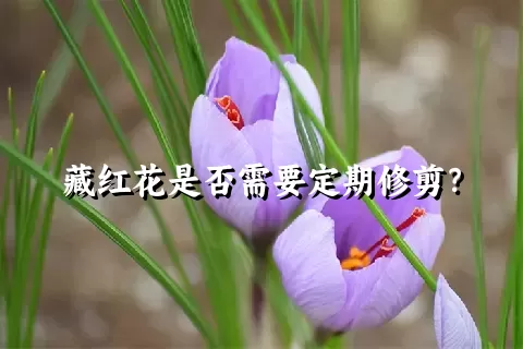 藏红花是否需要定期修剪？