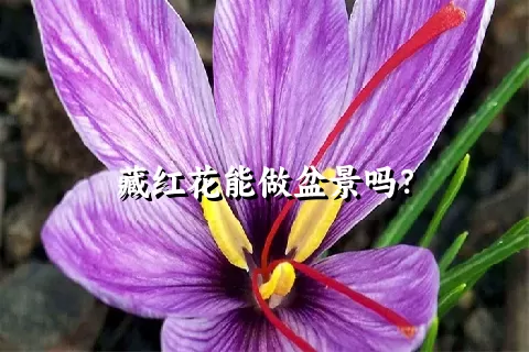 藏红花能做盆景吗？