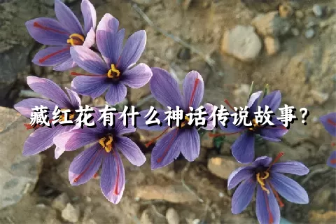 藏红花有什么神话传说故事？