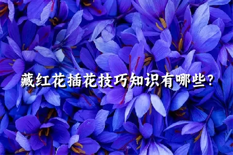 藏红花插花技巧知识有哪些？