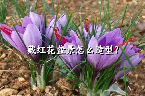 藏红花盆景怎么造型？