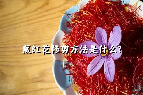 藏红花修剪方法是什么？