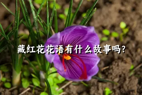 藏红花花语有什么故事吗？