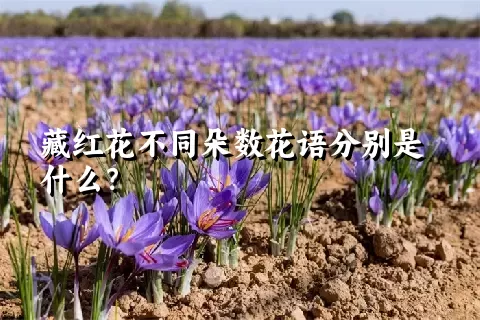 藏红花不同朵数花语分别是什么？