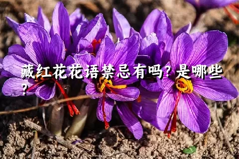 藏红花花语禁忌有吗？是哪些？