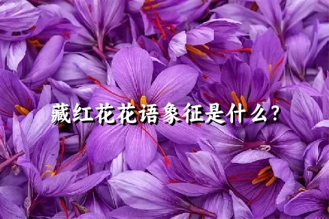 藏红花花语象征是什么？