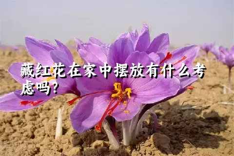 藏红花在家中摆放有什么考虑吗？