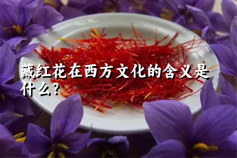 藏红花在西方文化的含义是什么？