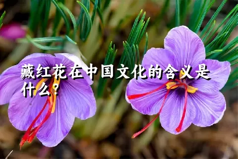 藏红花在中国文化的含义是什么？