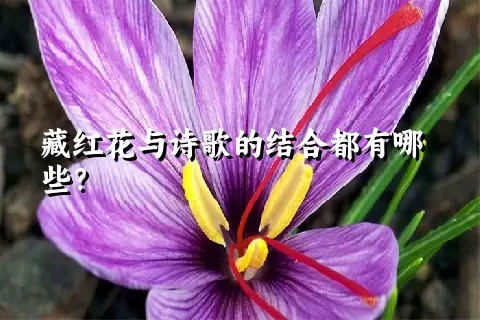 藏红花与诗歌的结合都有哪些？