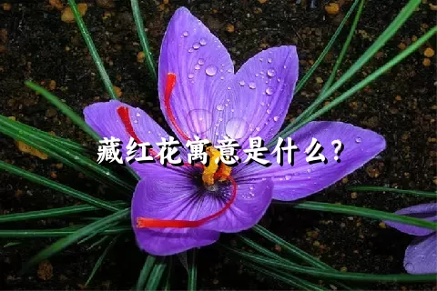 藏红花寓意是什么？