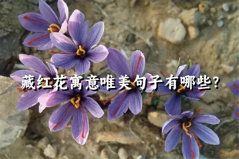 藏红花寓意唯美句子有哪些？