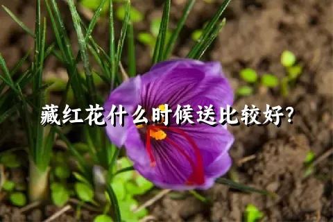 藏红花什么时候送比较好？