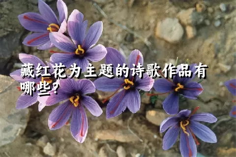 藏红花为主题的诗歌作品有哪些？