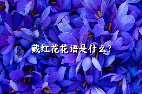 藏红花花语是什么？