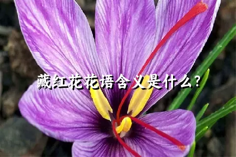 藏红花花语含义是什么？