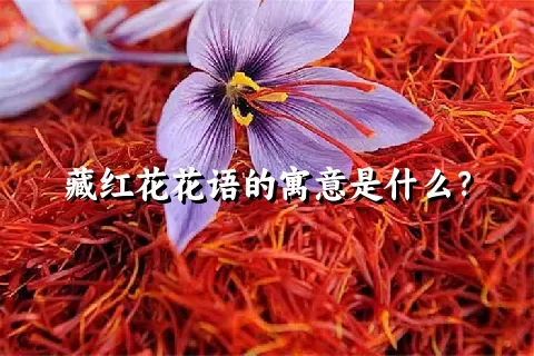 藏红花花语的寓意是什么？