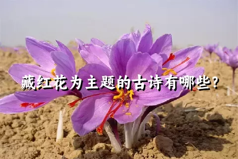 藏红花为主题的古诗有哪些？