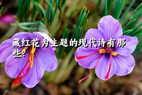 藏红花为主题的现代诗有那些？