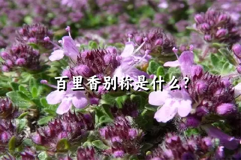 百里香别称是什么？