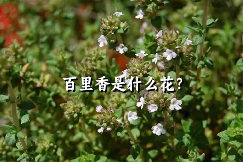 百里香是什么花？