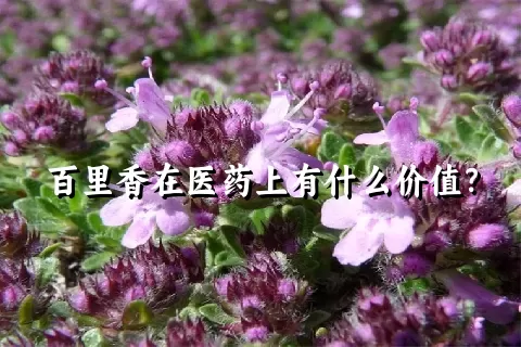 百里香在医药上有什么价值？