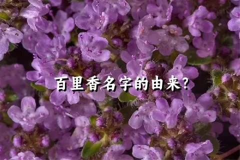 百里香名字的由来？