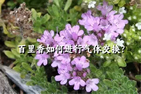 百里香如何进行气体交换？