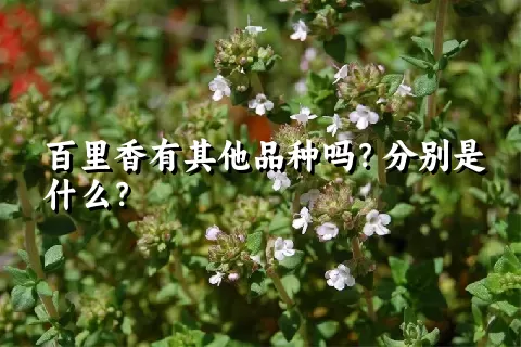 百里香有其他品种吗？分别是什么？