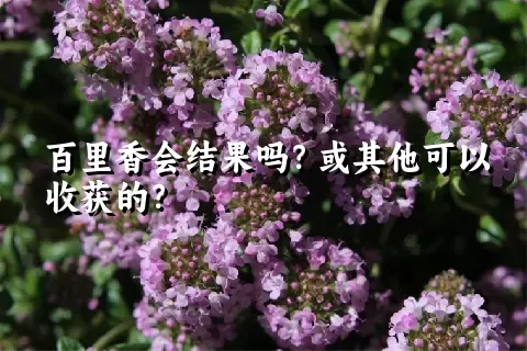 百里香会结果吗？或其他可以收获的？