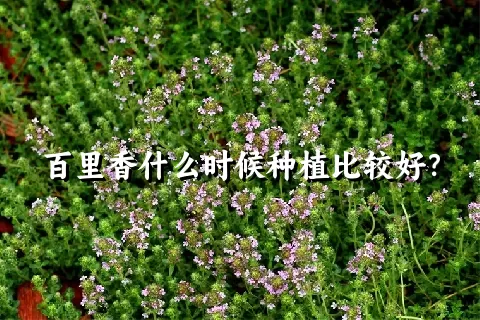 百里香什么时候种植比较好？