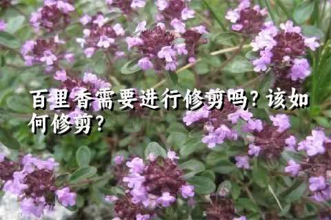 百里香需要进行修剪吗？该如何修剪？