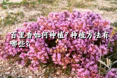 百里香如何种植？种植方法有哪些？