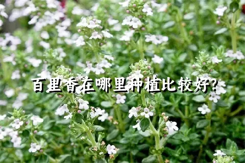 百里香在哪里种植比较好？