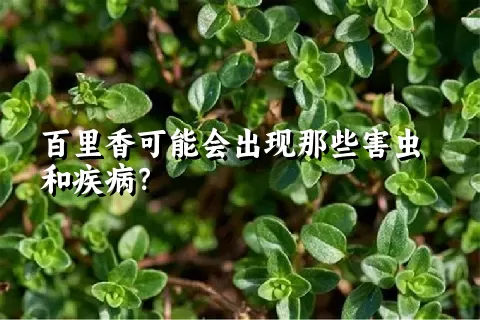 百里香可能会出现那些害虫和疾病？