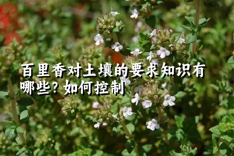 百里香对土壤的要求知识有哪些？如何控制