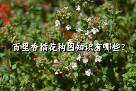 百里香插花构图知识有哪些？