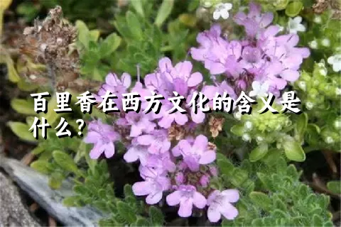 百里香在西方文化的含义是什么？