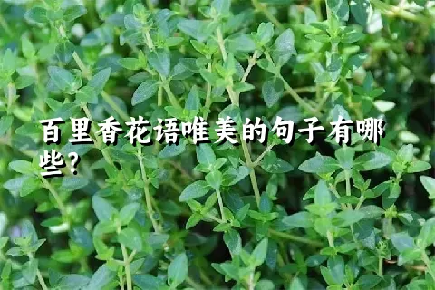 百里香花语唯美的句子有哪些？