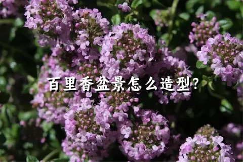 百里香盆景怎么造型？