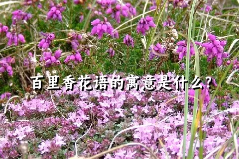 百里香花语的寓意是什么？