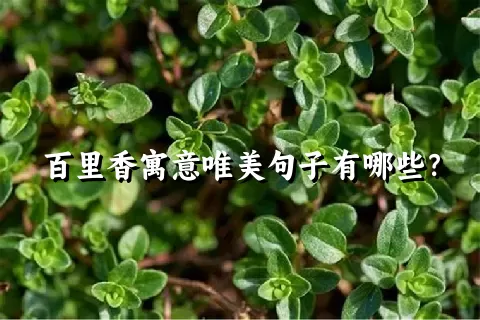 百里香寓意唯美句子有哪些？