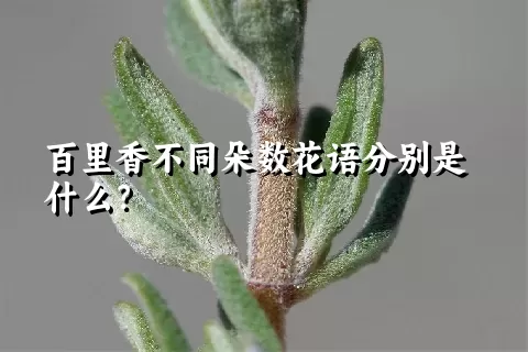 百里香不同朵数花语分别是什么？