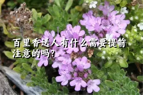 百里香送人有什么需要提前注意的吗？