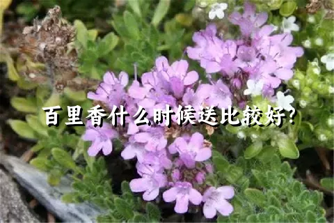 百里香什么时候送比较好？