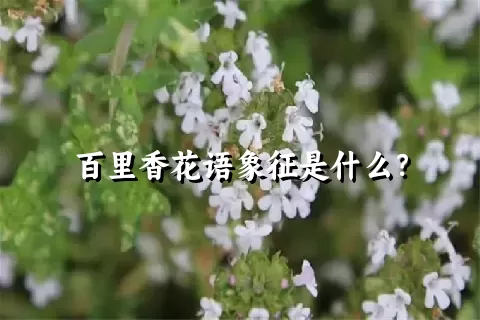 百里香花语象征是什么？