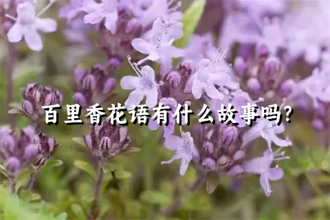 百里香花语有什么故事吗？