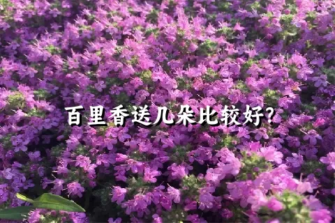 百里香送几朵比较好？